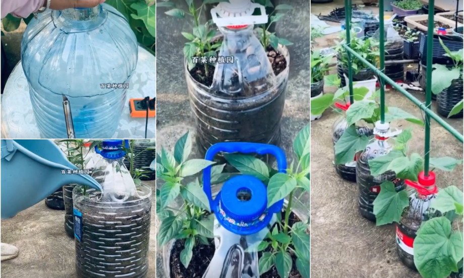 NE BACAJTE FLAŠE OD 5 LITARA Evo šta sve možete da posadite i napravite mini baštu!