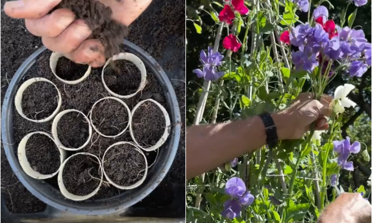 NE BACAJTE ROLNE OD TOALET PAPIRA Od njih pravite savršen rasad koji uspeva iz prve!