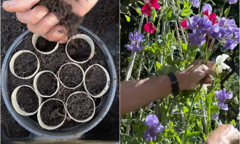 NE BACAJTE ROLNE OD TOALET PAPIRA Od njih pravite savršen rasad koji uspeva iz prve!