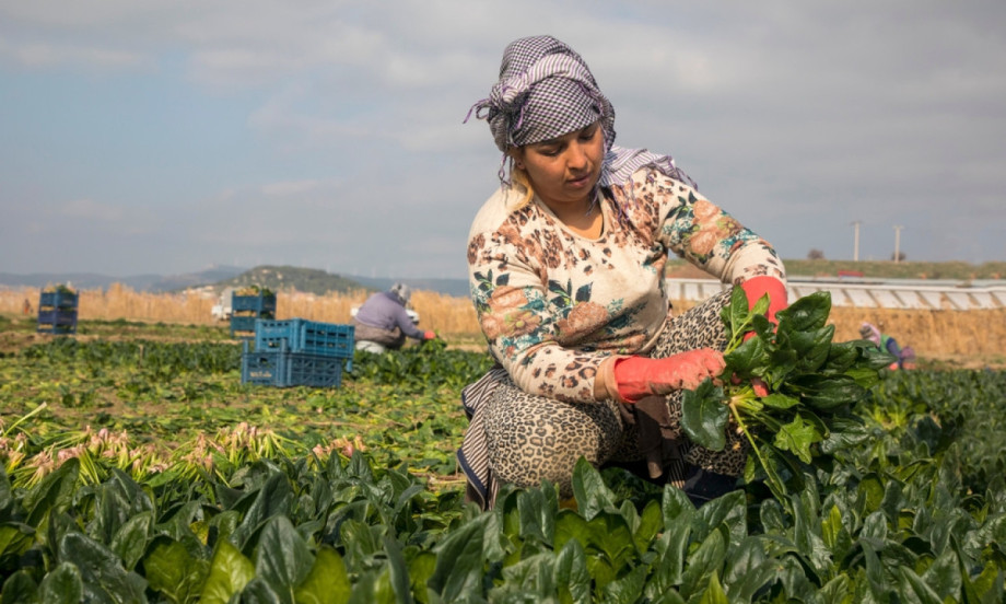 ARAPSKI TRIK ZA BAŠTU Zbog ova 3 koraka povrće buja kao ludo, prinos veći nego ikad!