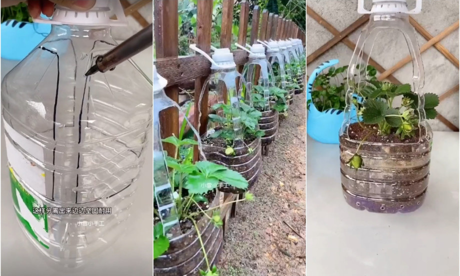 JAGODE RASTU I NA TERASI Ovaj trik sa flašom od 5L daje više ploda nego bašta! (DIY VIDEO)