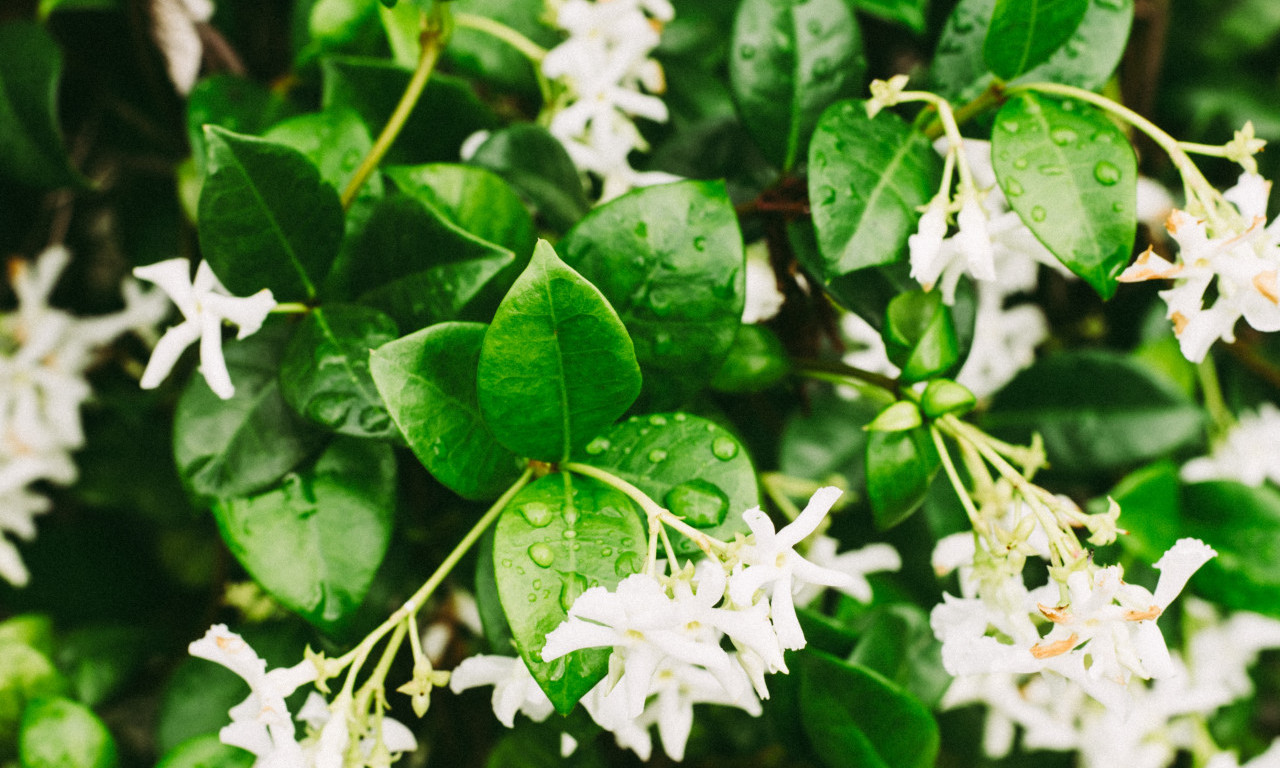 OVA BILJKA ĆE VAŠEM DVORIŠTU DATI MIRIS KOJI TRAJE CELO LETO Lako uspeva i efekat dolazi tek predveče