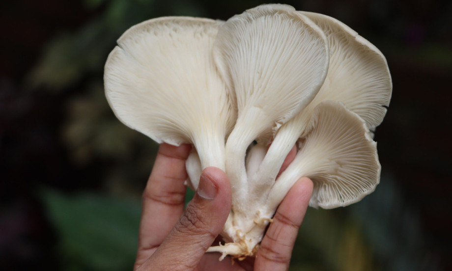 GAJENJE BUKOVAČE Biznis iz podruma koji donosi ozbiljnu zaradu