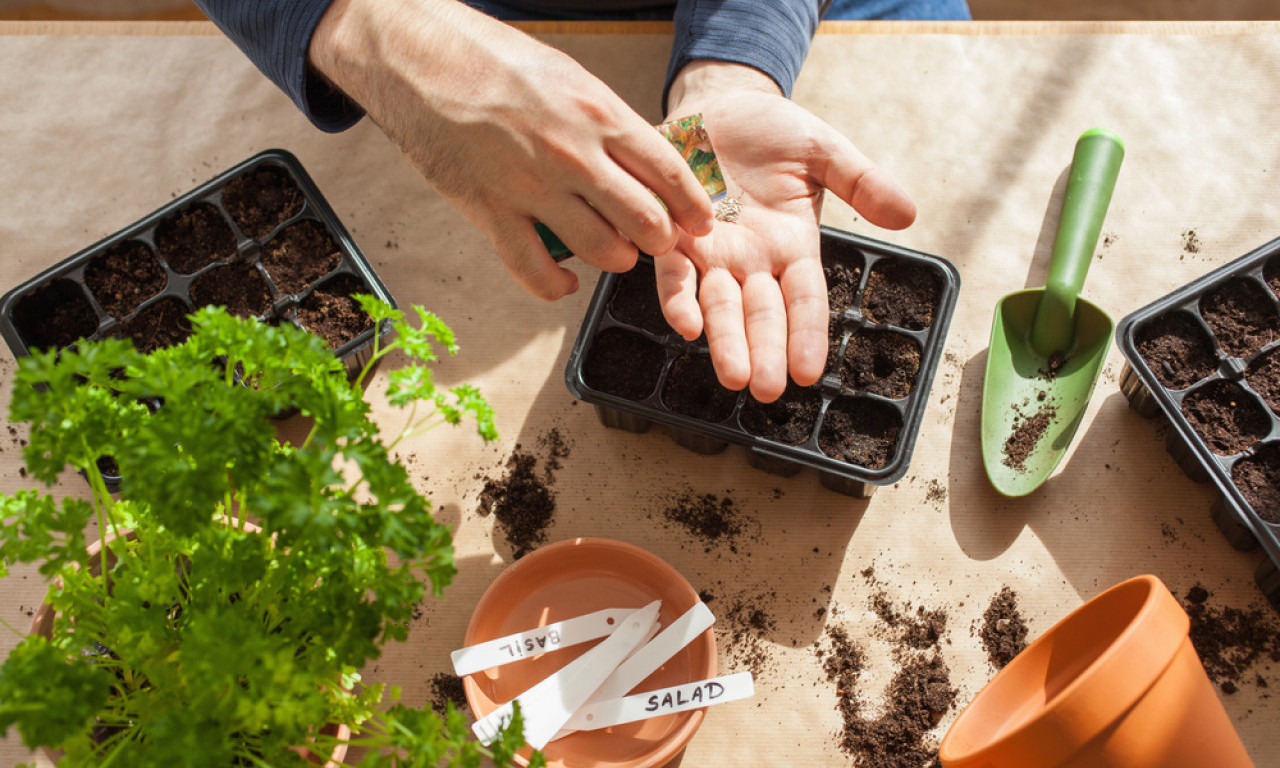 BILJKE KOJE SVAKO MOŽE DA UZGOJI IZ SEMENA Uspevaju i početnicima!