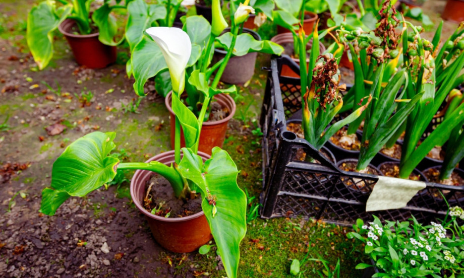 KRALJICA VRTA I TERASE Zašto je kala najlepši cvet koji se sadi baš sada i kako da uspe bez greške