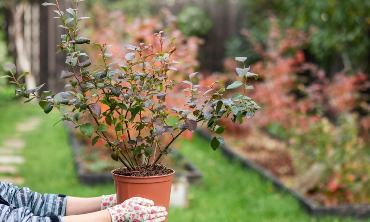 RAĐAJU KAO LUDE Posadite borovnice na terasi i berite celo leto