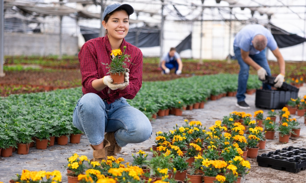 IMATE RASAD? Ovih 6 grešaka u plasteniku uništava sve za jednu noć