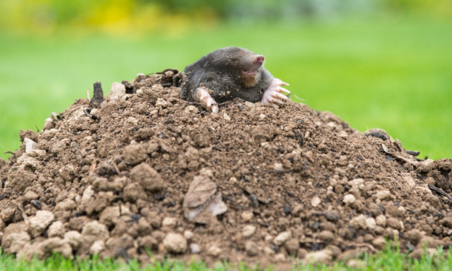 REŠITE SE KRTICA Evo kako da ih oterate bez otrova i muke!