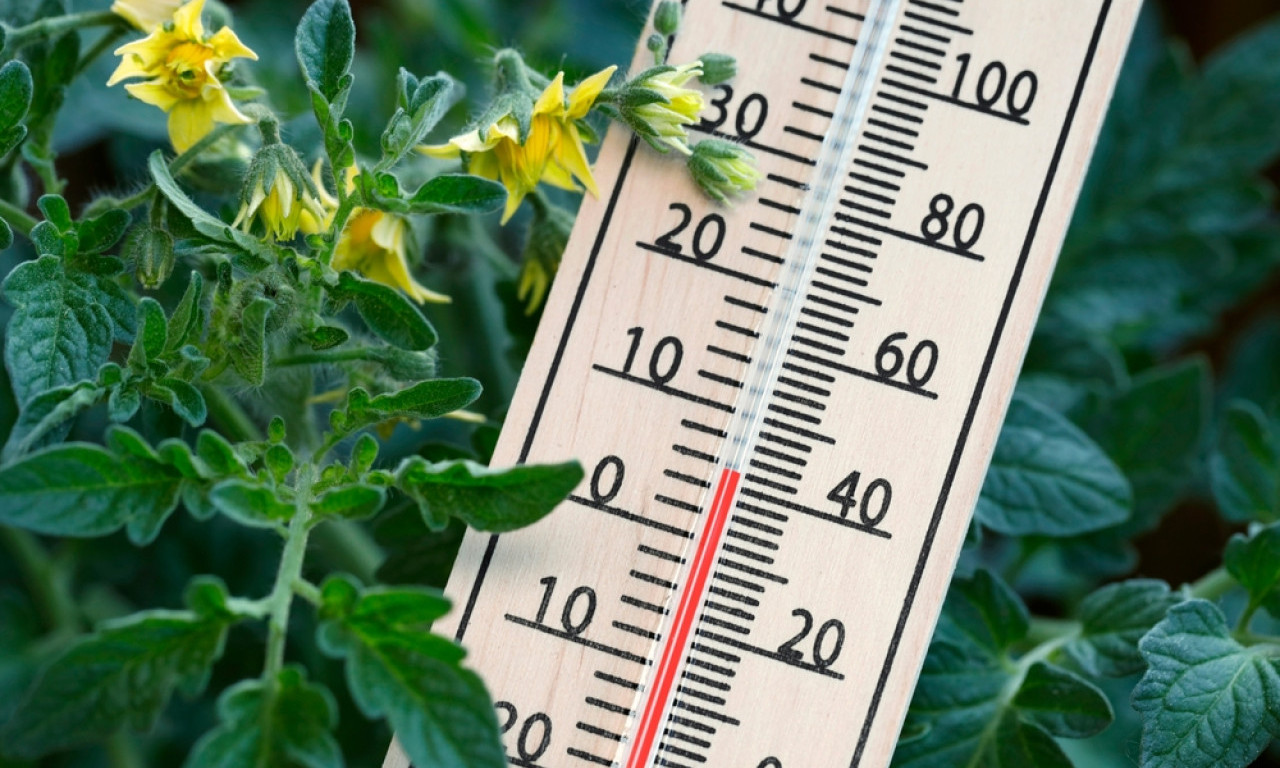 MRAZ MOŽE DA UNIŠTI BAŠTU ZA JEDNU NOĆ Evo kako da zaštitite biljke bez troška