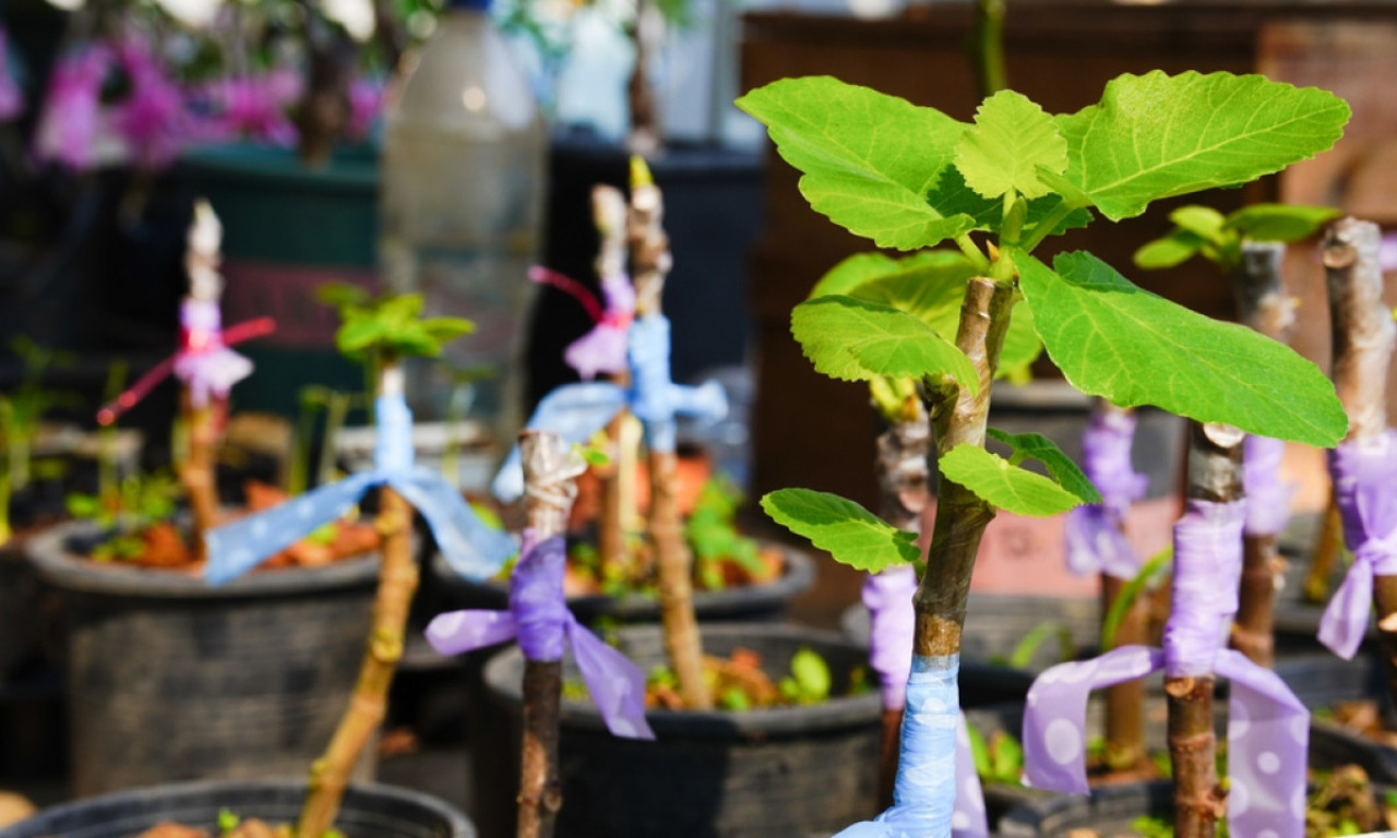 KAKO SE KALEMI SMOKVA Nije teško, samo treba da znate ovaj trik