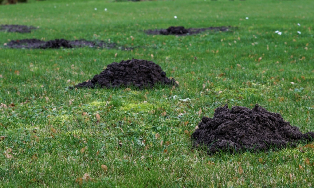 KRTIČNJACI UNIŠTILI DVORIŠTE? Evo kako da ih uklonite za 5 minuta bez nerviranja