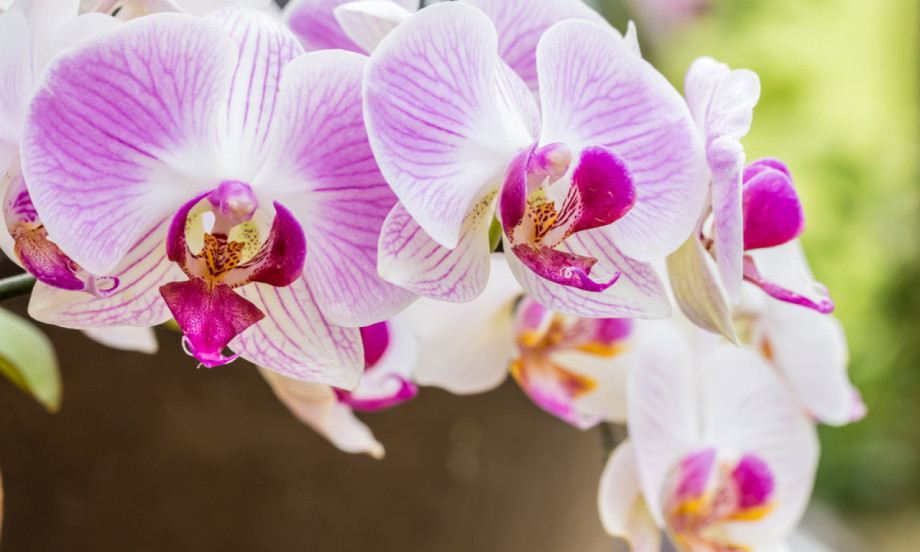 ORHIDEJA U APRILU TRAŽI OVO Saveti za bujno i dugotrajno cvetanje
