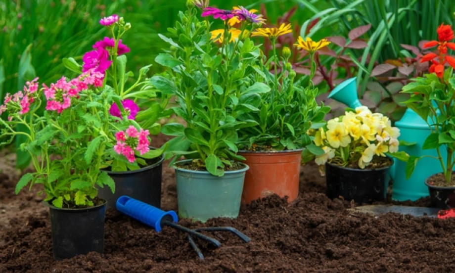POSADITE OVIH 7 BILJAKA U APRILU Bašta će vam procvetati za samo 10 nedelja
