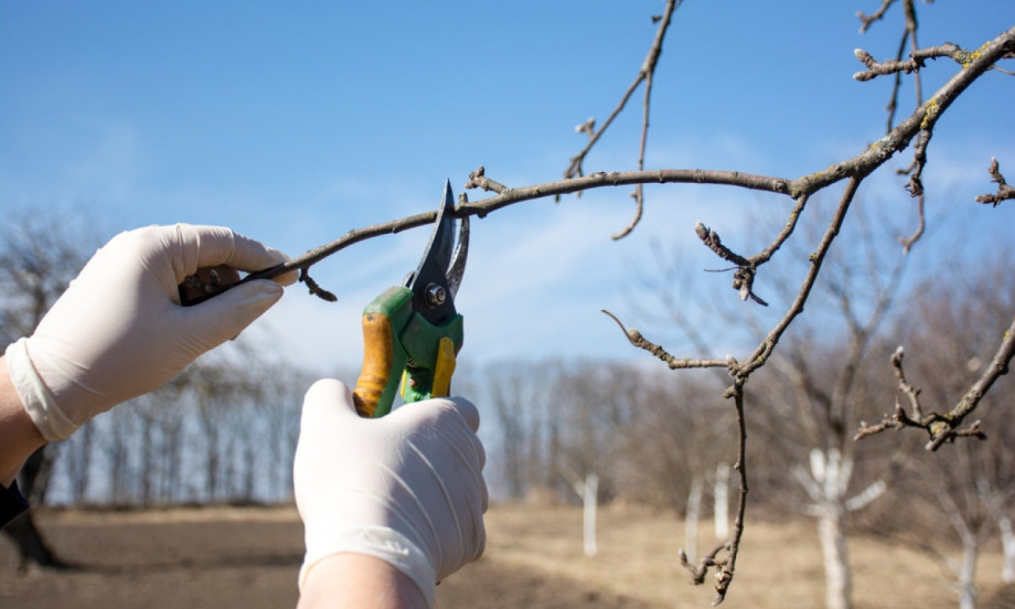 NAPRAVITE OVU GREŠKU I NEMA RODA Evo kako se pravilno orezuje jabuka