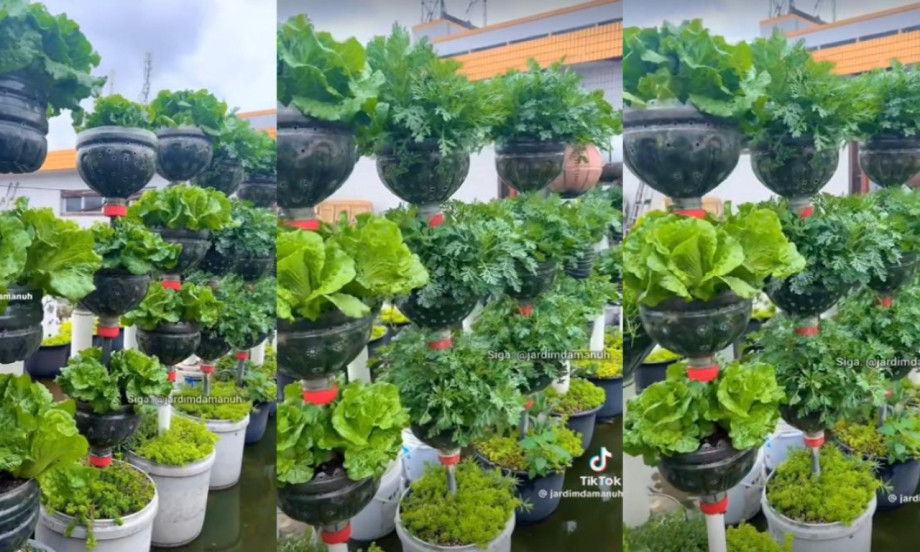 NE BACAJTE PLASTIČNE FLAŠE, NAPRAVITE SAKSIJE Od vrha napravite mesto gde se gaji povrće i voće (DIY)