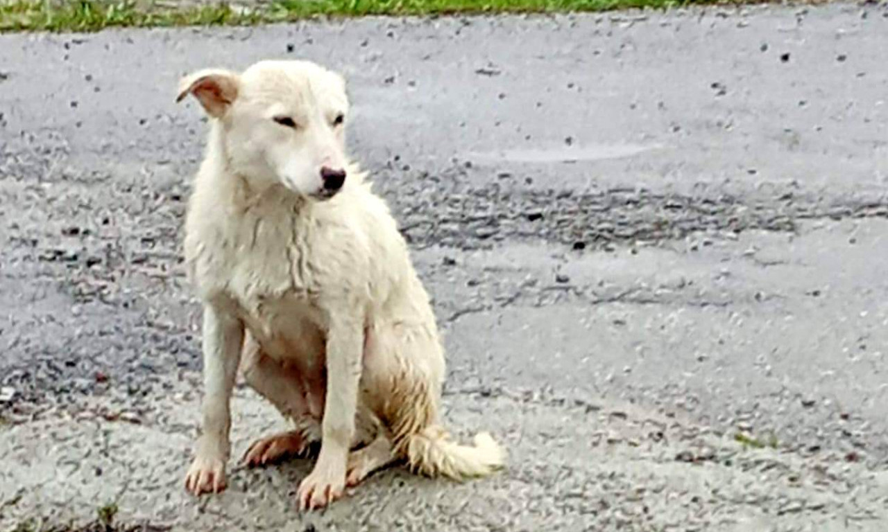 ČUDO OD 300 GRAMA Priča o spasavanju, veri i jednom malom životu