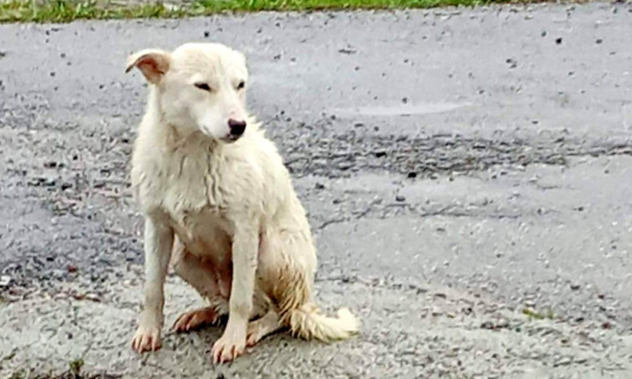 ČUDO OD 300 GRAMA Priča o spasavanju, veri i jednom malom životu