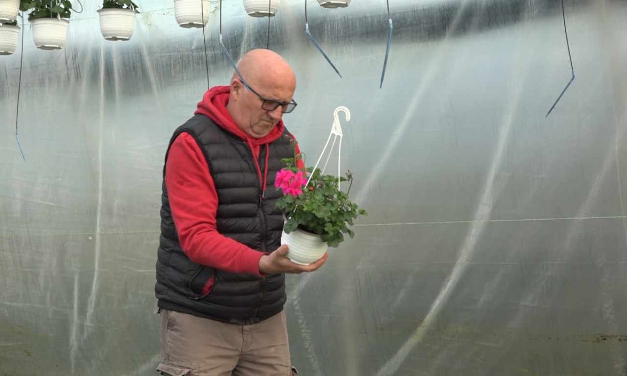 BOBANOVO CVEĆE UVEK POPRAVI LOŠ DAN