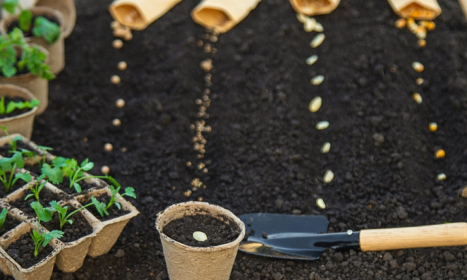SADNJA IZ SEMENA BEZ GREŠKE Ovo su pravila koja će vam spasiti baštu ove sezone (SVE ŠTO TREBA DA ZNATE)