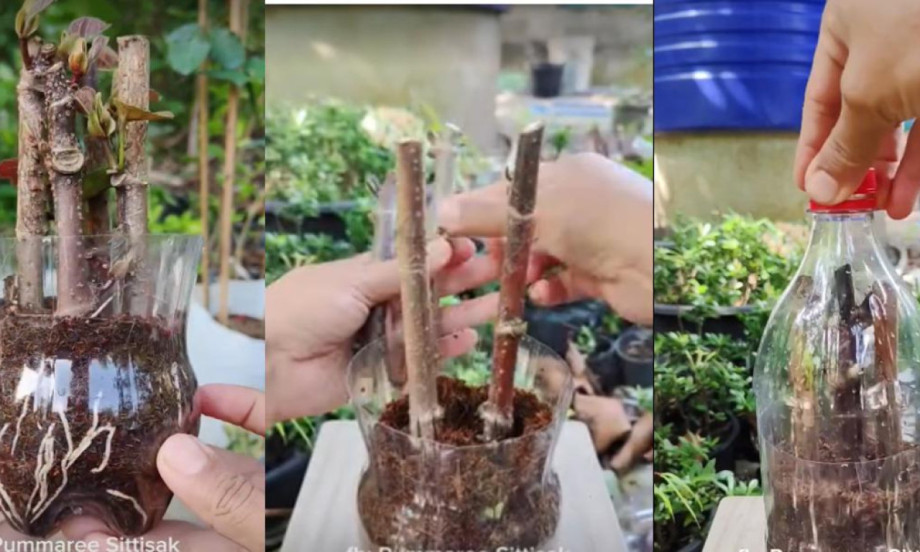 RUŽA IZ FLAŠE Raste kao luda! Trik za ožiljavanje koji uspeva skoro svima (VIDEO)