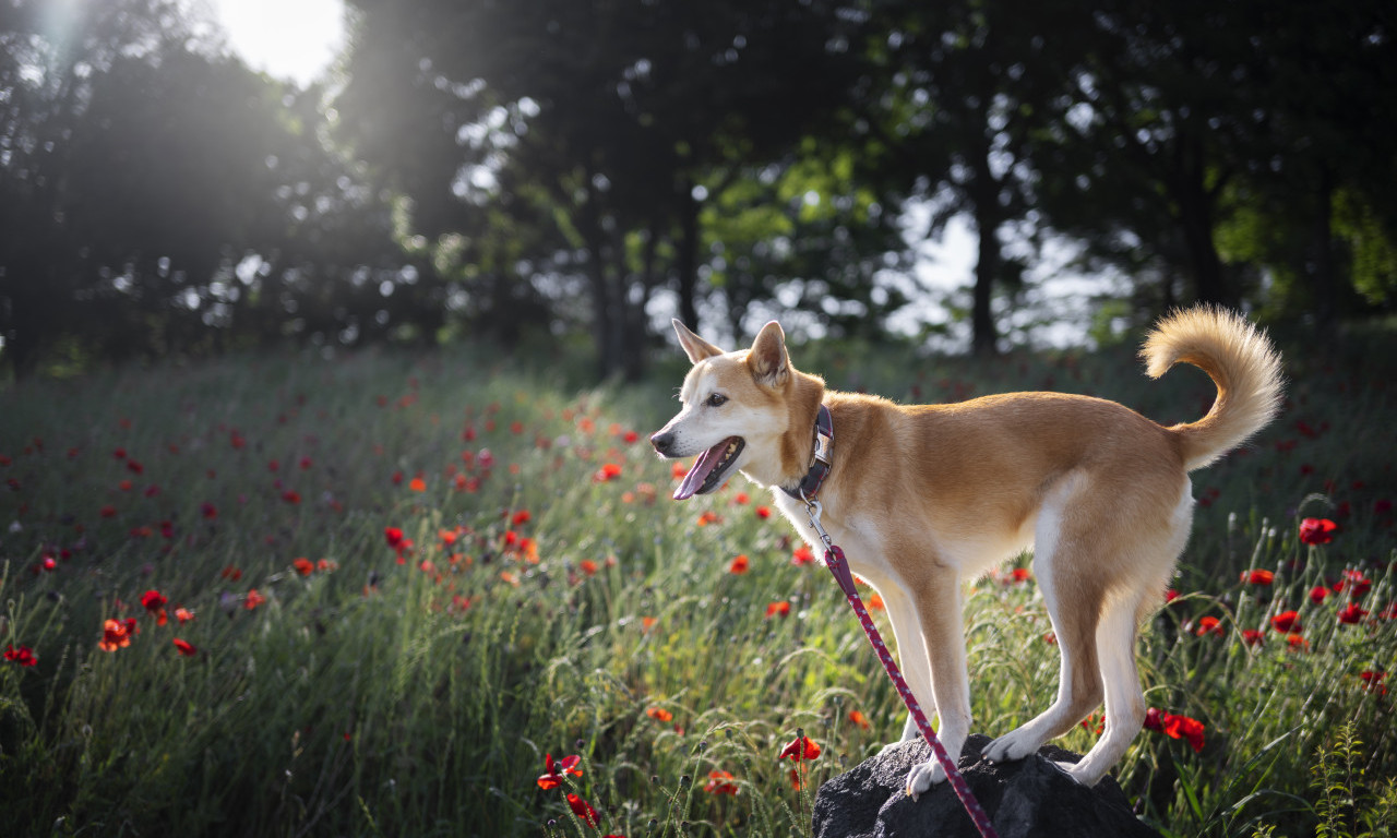 3 VRSTE SEZONSKOG CVEĆA KOJE VAŠ LJUBIMAC NE TREBA NI DA POMIRIŠE Ne unosite ih u kuću!