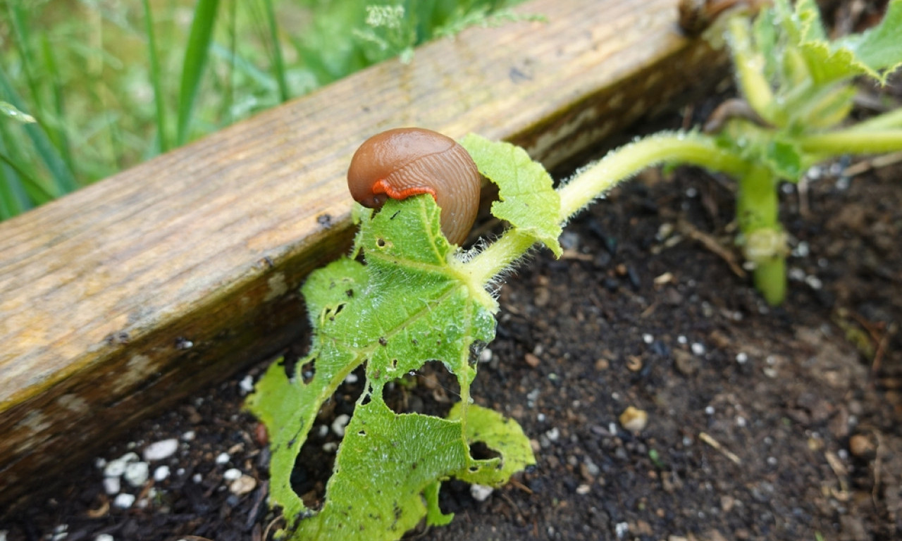 PRIRODNI ŠTIT ZA VRT Jedan trik zbog kojeg puževi beže od vaših biljaka