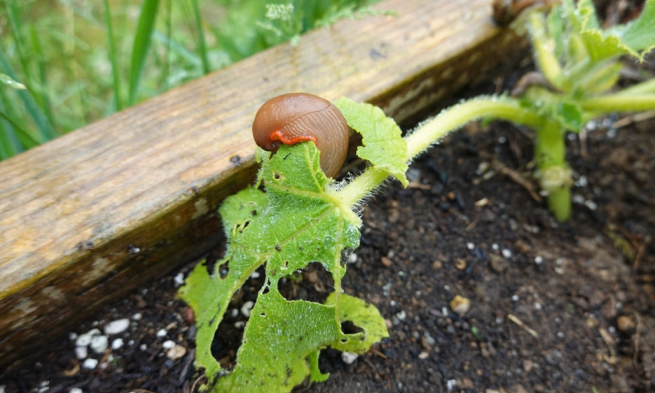 PRIRODNI ŠTIT ZA VRT Jedan trik zbog kojeg puževi beže od vaših biljaka