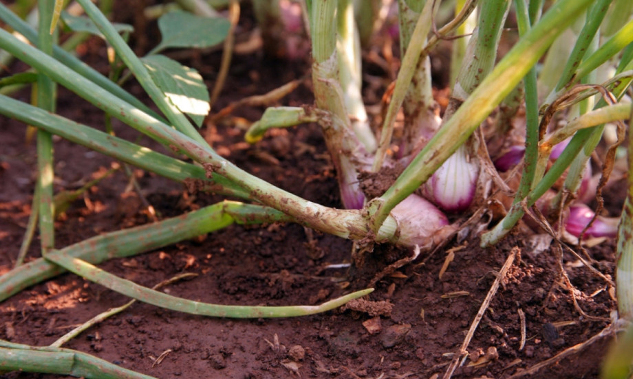 ZABORAVITE OBIČAN LUK: ŠALOT je hit u baštama – evo kako se sadi i zašto ga svi žele