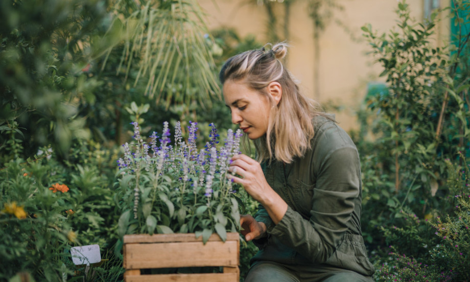 OVA BILJKA TERASU ČINI MIRISNOM I BEZ KOMARACA Jednostavno rešenje za proleće i leto