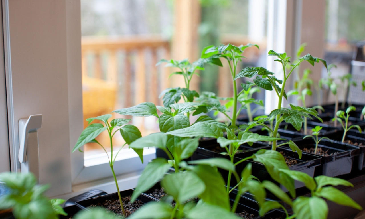 NE SADITE PAPRIKU U HLADNU ZEMLJU! Evo kako da dobijete jak koren i pun rod