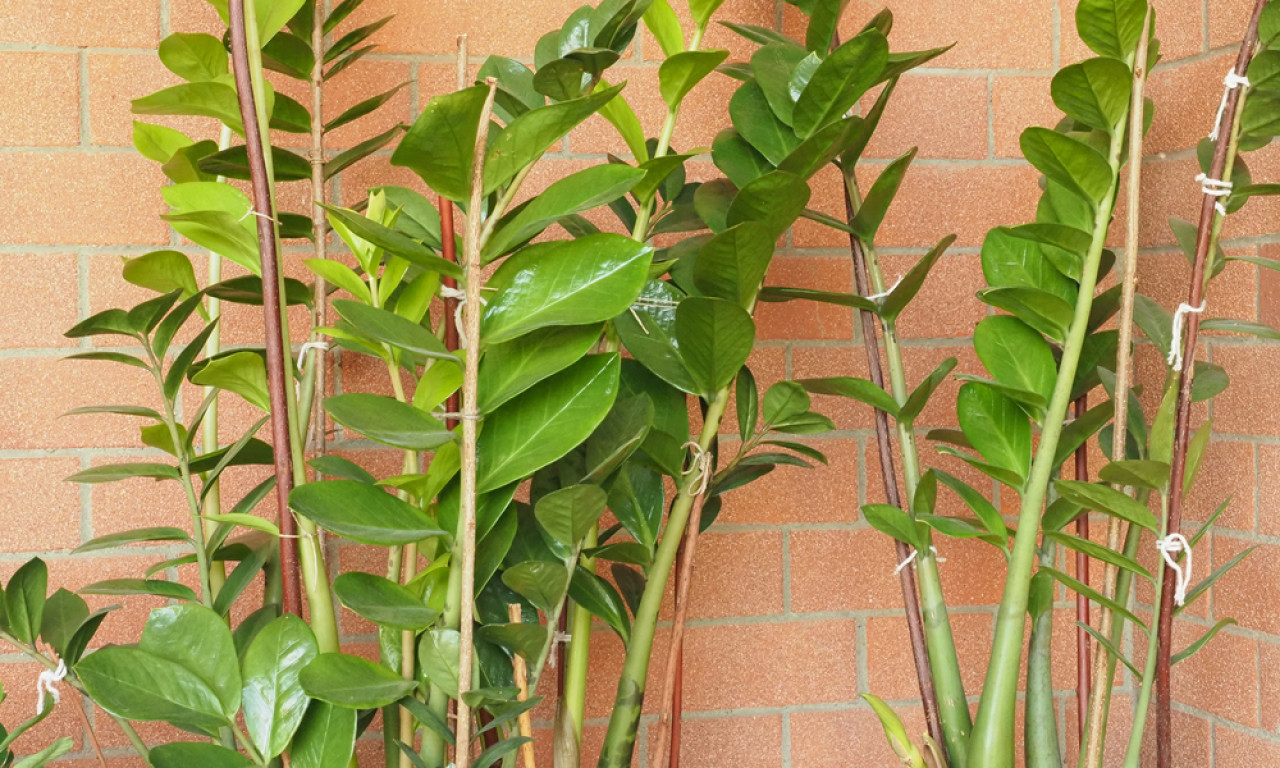 GDE DRŽITE ZAMIJU? Samo jedno mesto u kući privlači novac i sreću