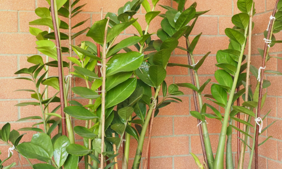 GDE DRŽITE ZAMIJU? Samo jedno mesto u kući privlači novac i sreću