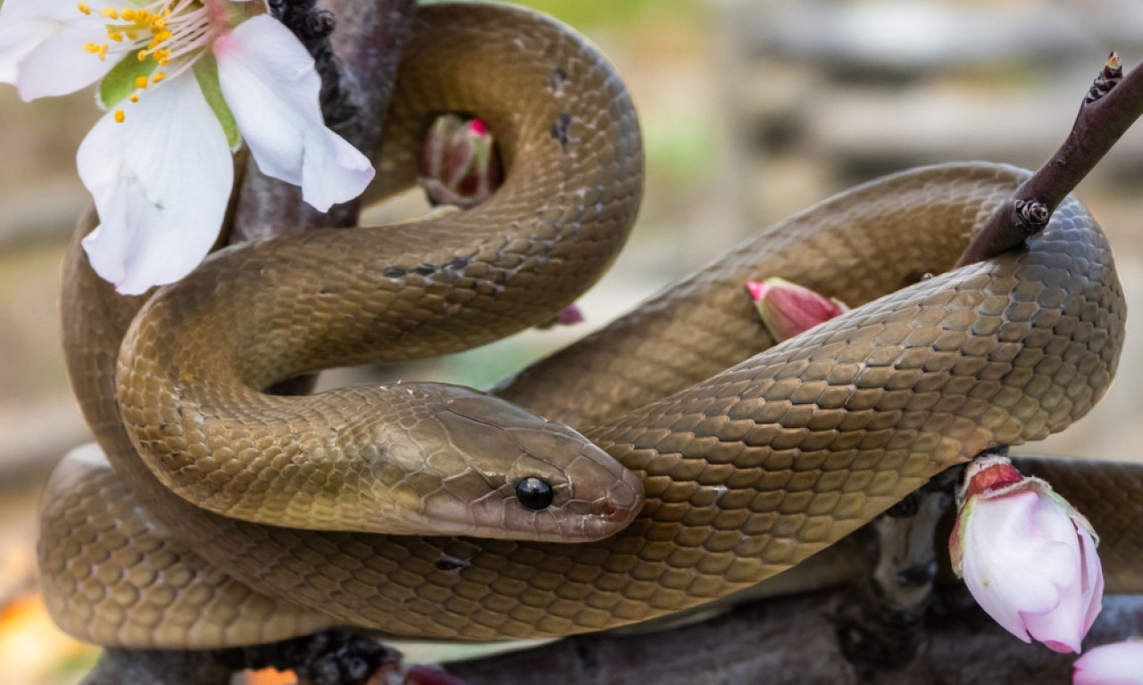 ZMIJE VAM ULAZE U DVORIŠTE? Ovih 5 grešaka ih privlači kao magnet, a većina ljudi to ne zna