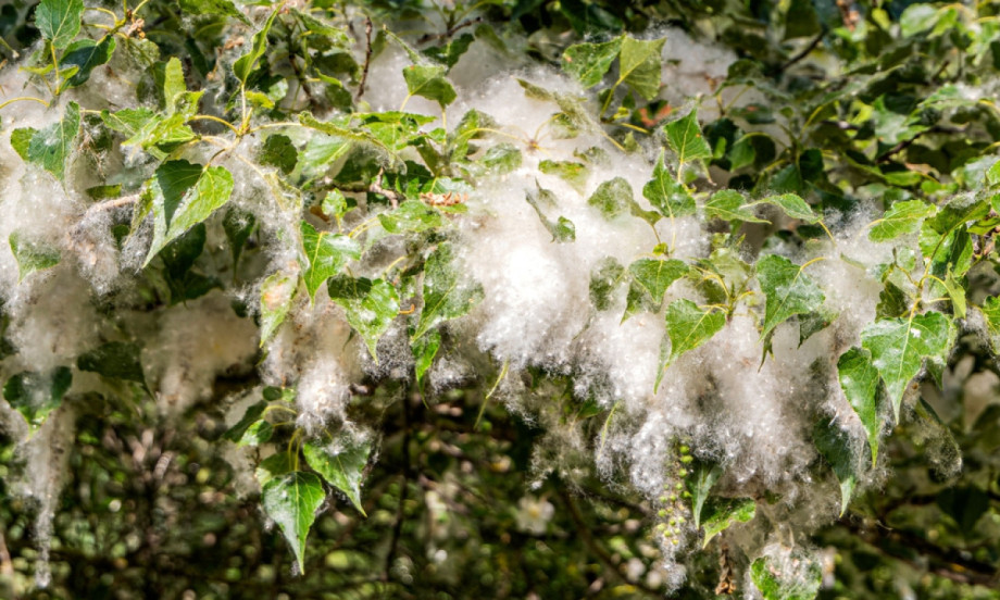 SEZONA BELIH „MACA“ JE POČELA Topoline pahulje nisu alergija, ali ovo vam pravi pravi haos!