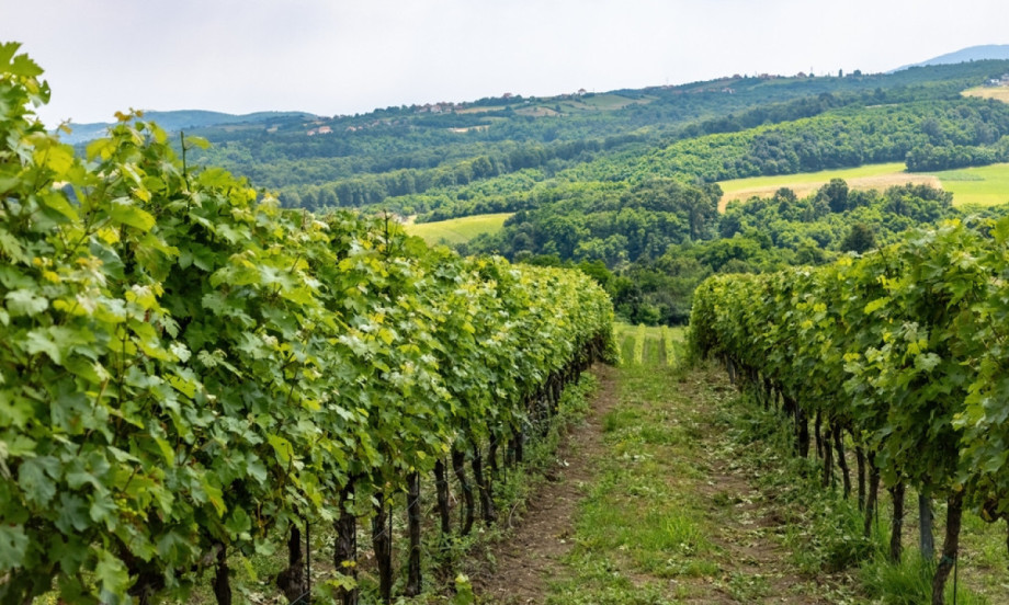 ZAŠTO SE RUŽE SADE U VINOGRADIMA? Nisu samo ukras – evo šta otkrivaju pre nego što bude kasno