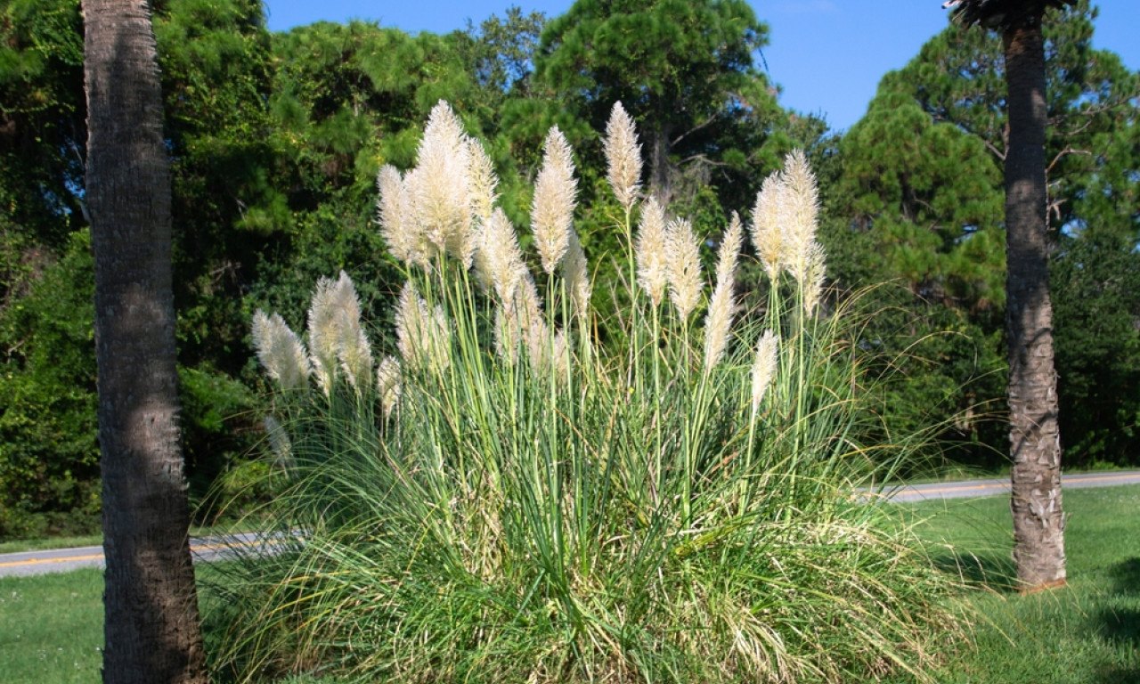 PAMPAS TRAVA IZGLEDA PRELEPO, ALI PRAVI HAOS U DVORIŠTU Mnogi se pokaju tek kad je posade