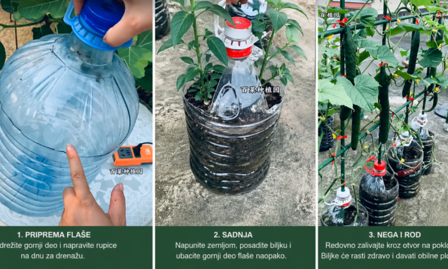 PAPRIKA I KRASTAVAC U FLAŠI OD 5 LITARA Genijalan trik za malu baštu, rađa više nego u zemlji (VIDEO)