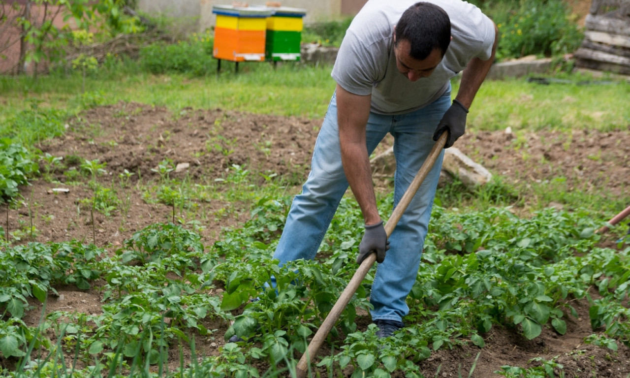 KOMPLETAN VODIČ ZA PLEVLJENJE Kako da se rešite korova i sačuvate baštu