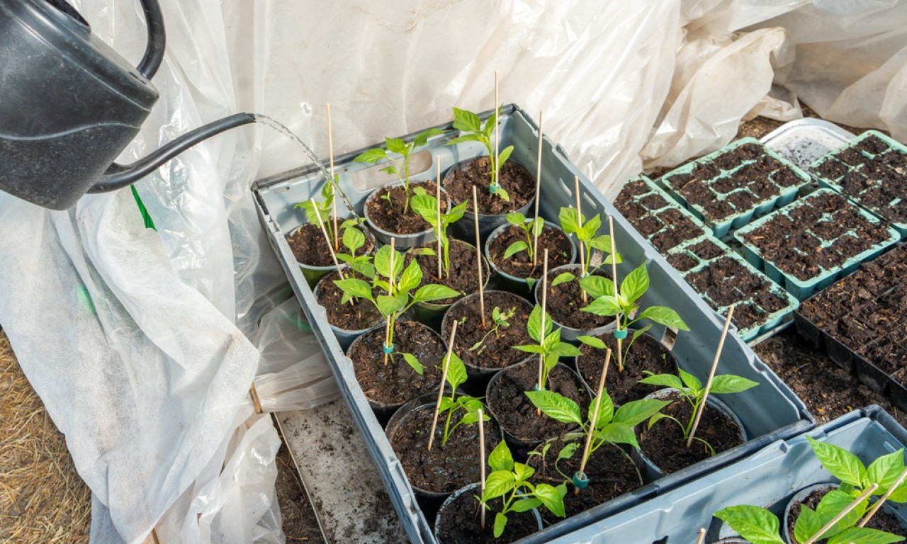 PAPRIKA I PARADAJZ SE SADA RASAĐUJU Evo kako da vam rasad uspe bez stresa i propadanja