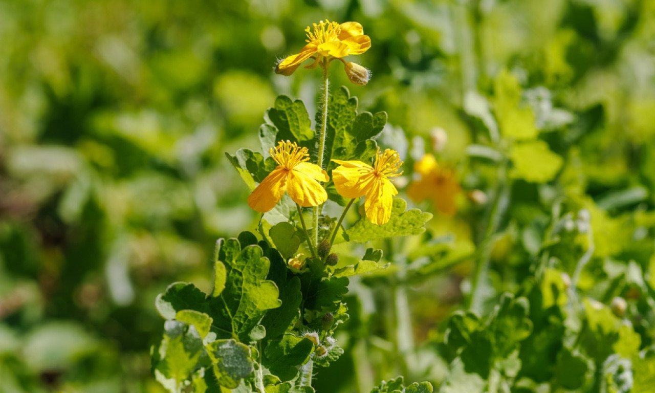 BILJKA KOJA „SPALJUJE“ BRADAVICE Naše bake su je koristile kao prirodni laser, ali jedna greška može biti opasna