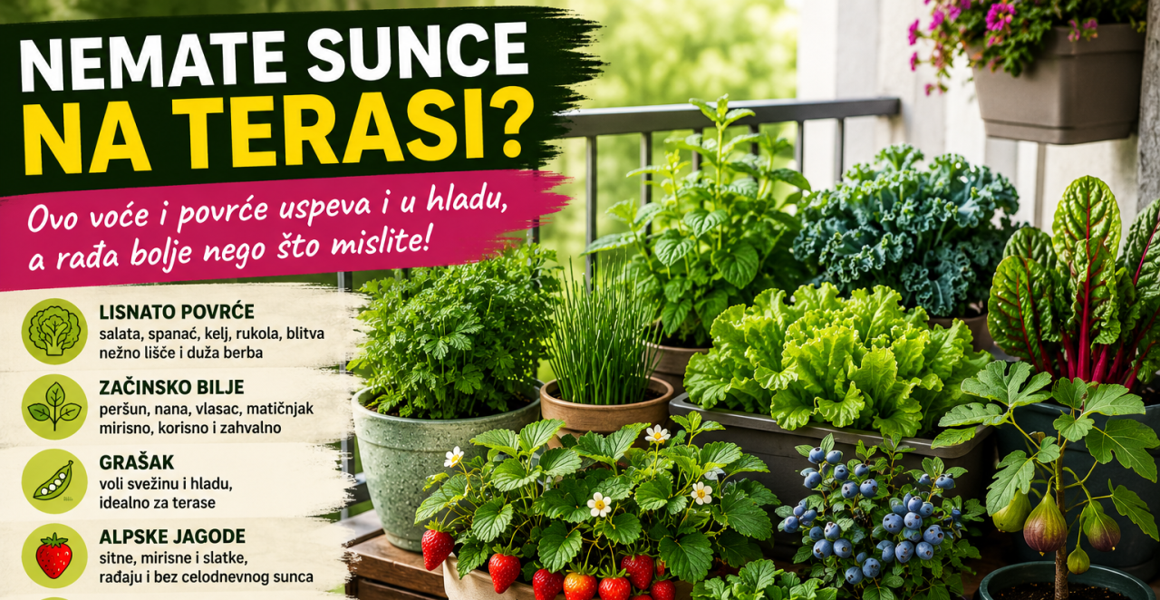 NEMATE SUNCE NA TERASI? Ovo voće i povrće uspeva i u hladu, a rađa bolje nego što mislite
