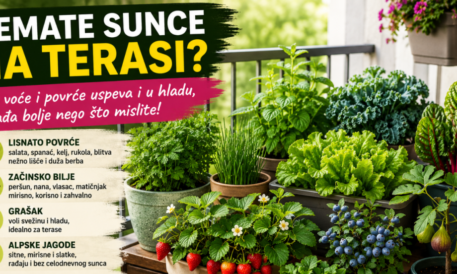 NEMATE SUNCE NA TERASI? Ovo voće i povrće uspeva i u hladu, a rađa bolje nego što mislite