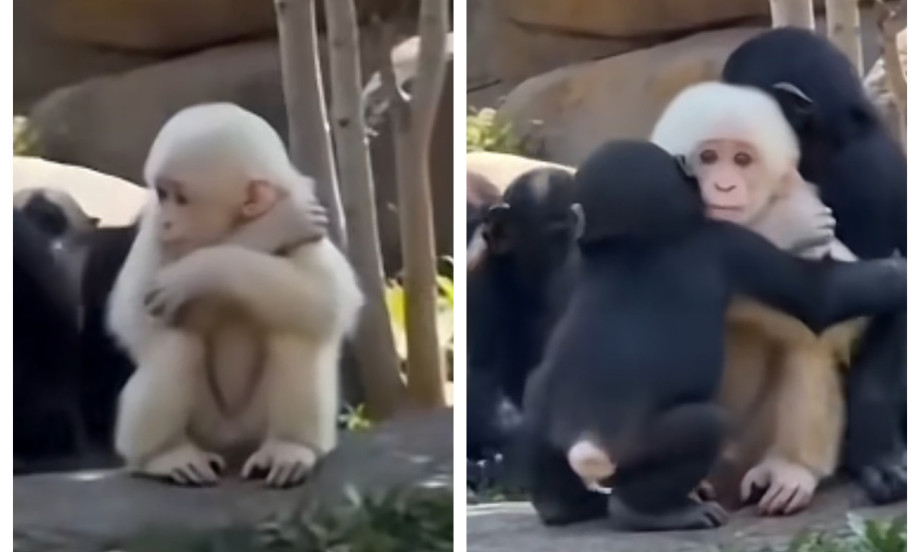 PRESLATKO! ALBINO BEJBI GORILA PRVI PUT MEĐU SVOJIM TAMNIJIM VRŠNJACIMA Njihova reakcija raznežila je internet (VIDEO)