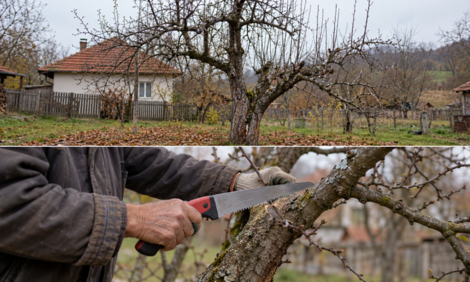 STARA VOĆKA NE MORA POD SEKIRU Pravilno podmlađivanje može da joj vrati snagu i rod
