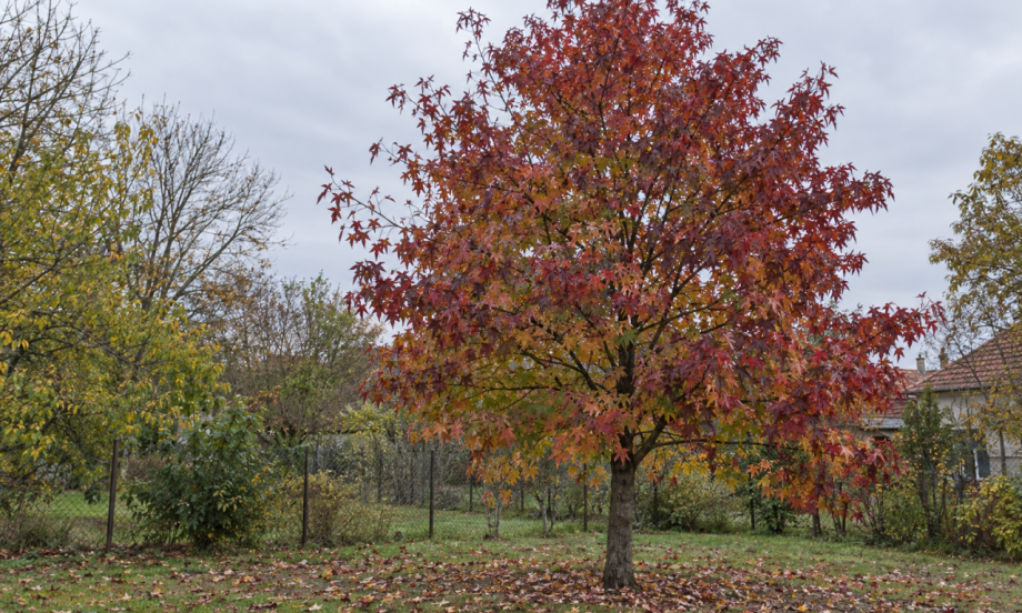 JESEN JE DOBRO VREME ZA SADNJU OVOG STABLA Listovi mu menjaju boje i pretvaraju dvorište u bajku