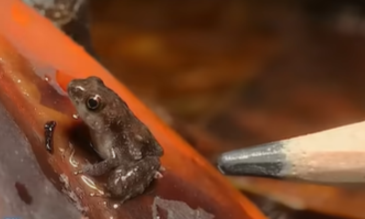 MALE KAO VRH OLOVKE Rođeno 15 žabica kojima preti nestanak, pogledajte koliko su malene! (VIDEO)